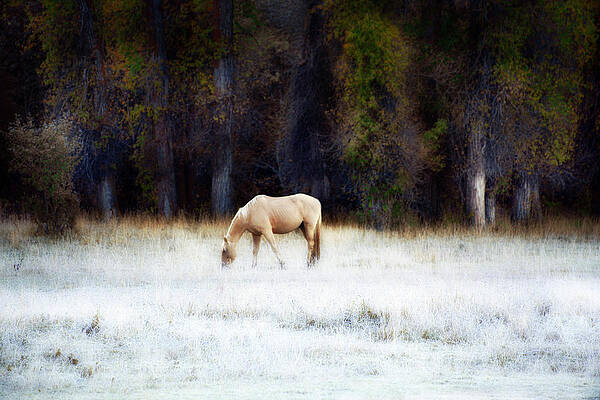 Palomino In Frosted Autumn Field by David Chasey Palomino In Frosted Autumn Field by David Chasey