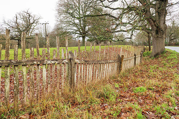 Wall Art - Photograph - Park Pale Made Up Of Internal Ditch And A Wooden Fence #1 by Will Watson / Naturepl.com