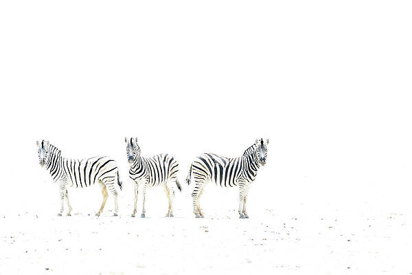 Wall Art - Photograph - Plains Zebra Three On Dried Mud Plains, Etosha National #1 by Emanuele Biggi / Naturepl.com
