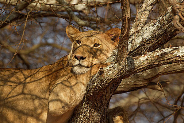 Wall Art - Digital Art - Portrait Of Lion (panthera Leo), Relaxing In Tree, Tarangire National Park, Tanzania, Africa #1 by David Fettes
