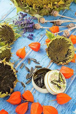 Wall Art - Photograph - Potting Bench Showing Seeds Stored In Various Containers #1 by Gary Smith / Naturepl.com
