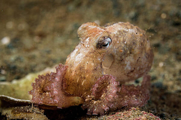 Wall Art - Photograph - Red Octopus / Ruby Octopus Hunting At Night, Vancouver #1 by Shane Gross / Naturepl.com