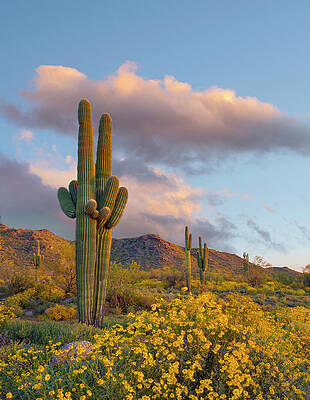 Blooming Cactus Photographs (Page #15 of 35) | Fine Art America