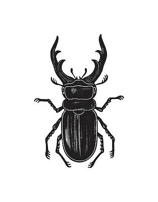 Buy Dung Beetle Wall Art Online In India  Etsy India