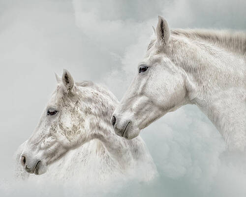 She Dreamed of White Horses by Ron McGinnis She Dreamed of White Horses by Ron McGinnis