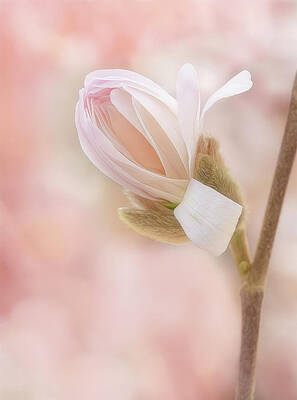 Wall Art - Photograph - Sneak Peek by Mary Jo Allen