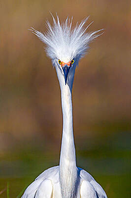 Snowy by David Eppley Snowy by David Eppley