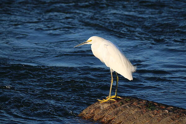 Snowy Egret by Christy Pooschke Snowy Egret by Christy Pooschke