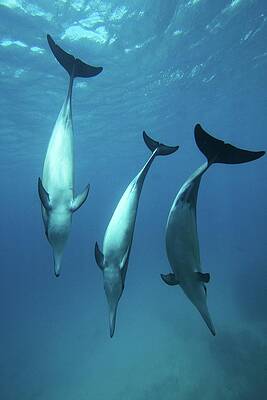 Wall Art - Photograph - Spinner Dolphins by João Vianna