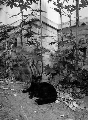 Wall Art - Photograph - Stray Cat #1 by New Impressionist-zou Shengrong