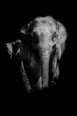 Strong by Felipe Queriquelli Strong by Felipe Queriquelli