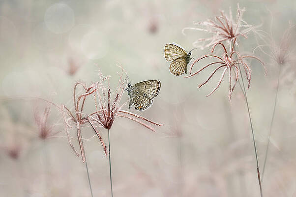 Wall Art - Photograph - Syahdu #1 by Edy Pamungkas
