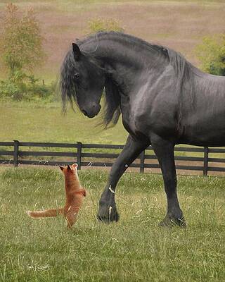 The Friesian and the Fox by Fran J Scott The Friesian and the Fox by Fran J Scott