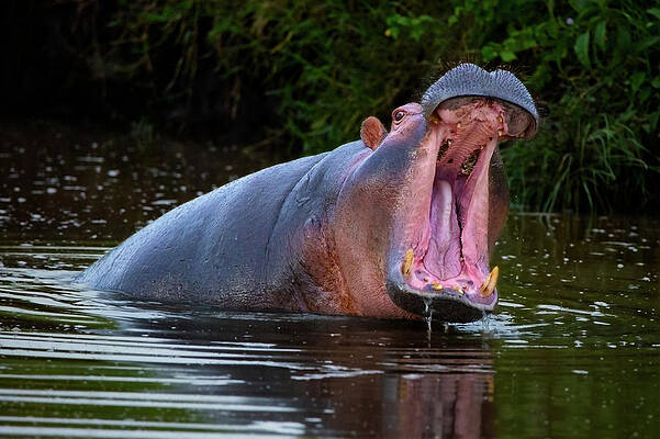 The Yawn by Peter Kennett The Yawn by Peter Kennett