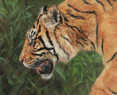 Tiger Profile by David Stribbling Tiger Profile by David Stribbling