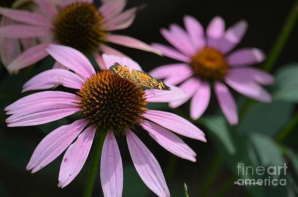 Tiny Butterfly by Maria Urso Tiny Butterfly by Maria Urso
