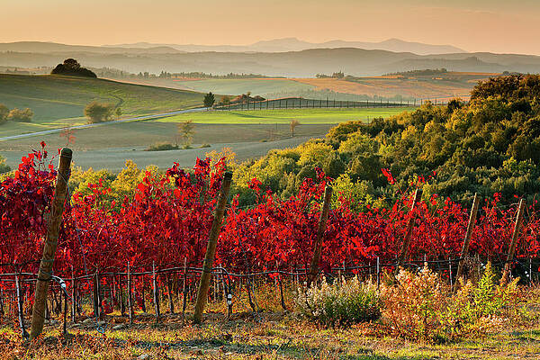 Wall Art - Digital Art - Tuscany, Chianti Vineyards, Italy #1 by Olimpio Fantuz