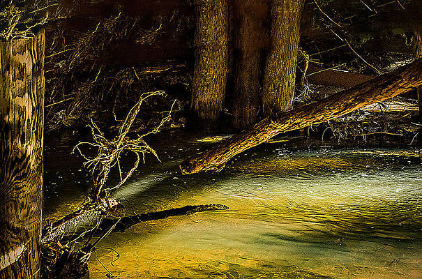 Under Bridge Reflections by Thomas Fields Under Bridge Reflections by Thomas Fields