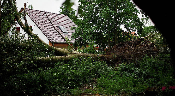 Wall Art - Photograph - Uprooted Tree Seen After a Storm #1 by Hannibal Hanschke