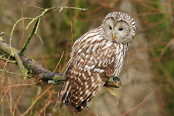 Wall Art - Photograph - Ural Owl by Simun Ascic
