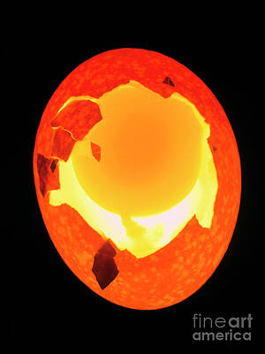 Wall Art - Photograph - View Of The Inside Of A Chicken Egg #1 by Science Photo Library