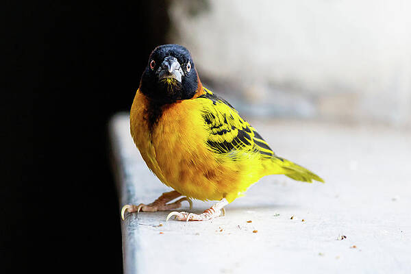 Village Weaver by SAURAVphoto Online Store Village Weaver by SAURAVphoto Online Store