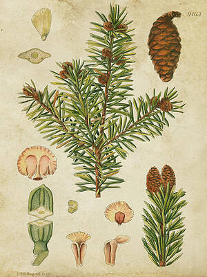 Wall Art - Painting - Vintage Conifers IIi #1 by Vision Studio