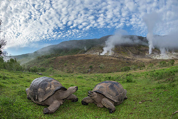 https://render.fineartamerica.com/images/images-profile-flow/400/images/artworkimages/mediumlarge/2/1-volcan-alcedo-tortoises-and-fumaroles-tui-de-roy.jpg