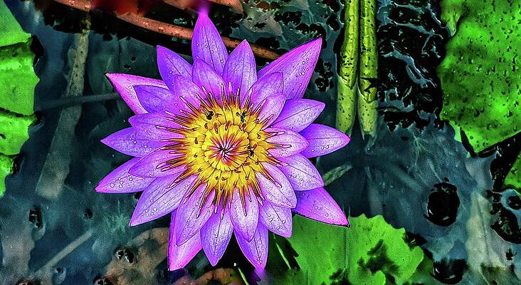 Water lily by AE collections Water lily by AE collections