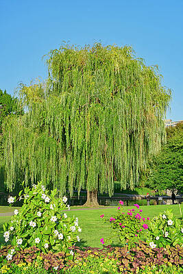 Weeping willow tree, country, primitive, folk art, unknown maker,B28