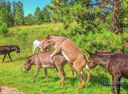 Wall Art - Photograph - Wild Donkeys mating #1 by Benny Marty