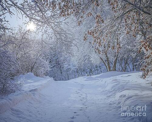 Winter Wonderland by Susan Rydberg Winter Wonderland by Susan Rydberg