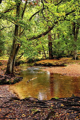 Wall Art - Photograph - Woodland Stream #1 by Jeff Townsend