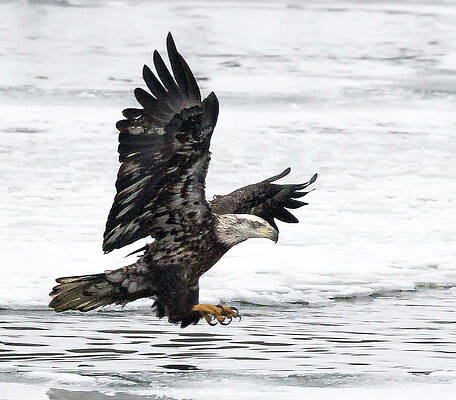 Young Bald Eagle by Pete Hendley Young Bald Eagle by Pete Hendley