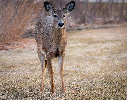 Young White-tailed Deer by Ricky L Jones Young White-tailed Deer by Ricky L Jones