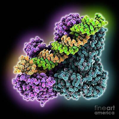 Wall Art - Photograph - Hiv-1 Reverse Transcriptase Complex #11 by Science Photo Library