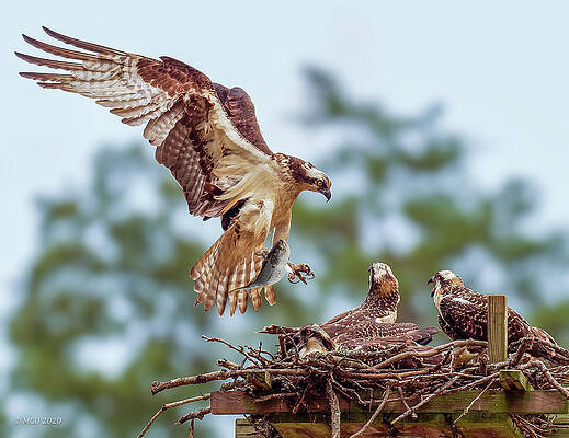 New Upload by Colin McNaught