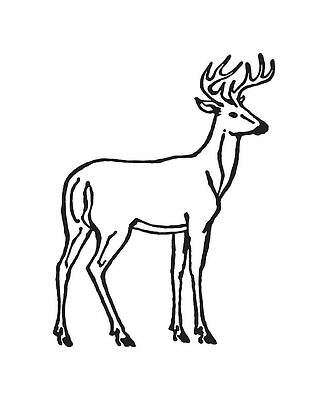 Wild deer male buck with branched horns vector outline black white sketch  illustration. Stock Vector | Adobe Stock