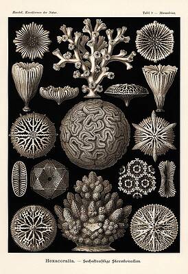 Wall Art - Drawing - Art Forms in Nature, Kunstformen der Natur, Liepzig, Germany, 1904. #13 by Album