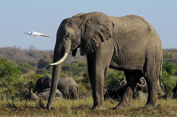 Wall Art - Photograph - African Bush Elephant Or African #14 by Roger De La Harpe