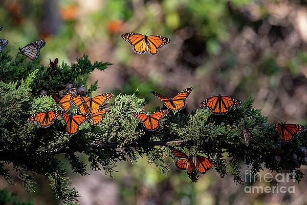Wall Art - Photograph - 1409 Happy Monarchs by Craig Corwin