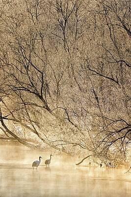 Wall Art - Photograph - Japan, Hokkaido, Japanese Red-crowned #17 by David Courtenay