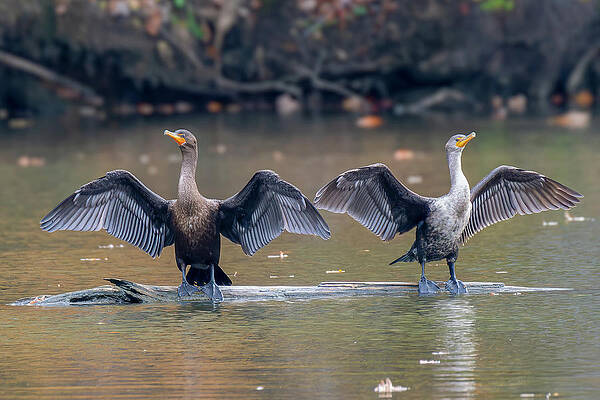New Upload by Colin McNaught