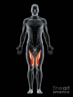 Tensor Fascia Lata Muscle #8 by Sebastian Kaulitzki/science Photo