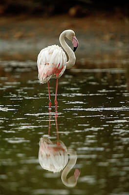 Wall Art - Photograph - A Greater Flamingo is Seen #2 by Darrin Zammit Lupi