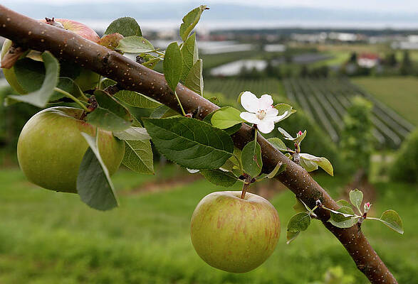 Wall Art - Photograph - A Tree Laden with Apples Stands in an #2 by Michaela Rehle