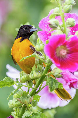 Wall Art - Photograph - Baltimore Oriole Male On Hollyhock #2 by Richard and Susan Day