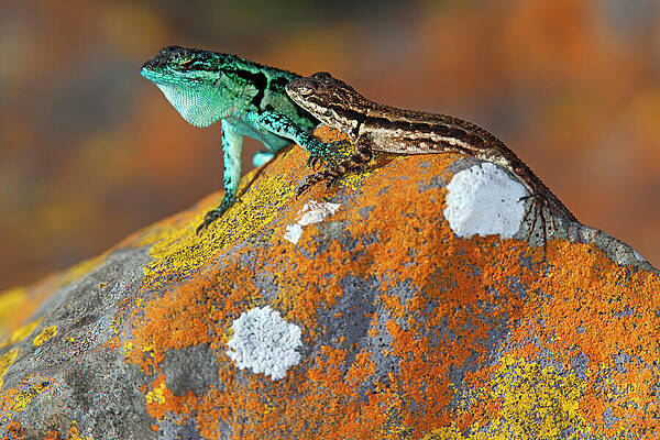 Wall Art - Photograph - Clarion Lizard Displaying, Iucn Vulnerable, Clarion Island #2 by Claudio Contreras / Naturepl.com