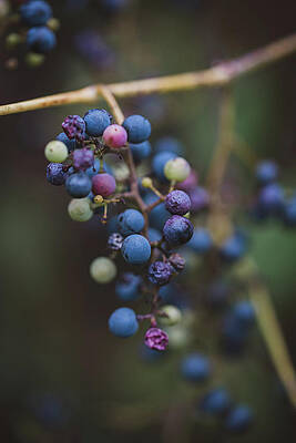 Wall Art - Photograph - Close Up Of Colorful Berries On The Branches Of A Shrub In The Fall. #2 by Cavan Images