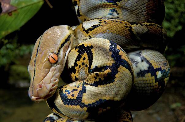 Wall Art - Photograph - Close-up Of Juvenile Reticulated Python #2 by Nick Garbutt